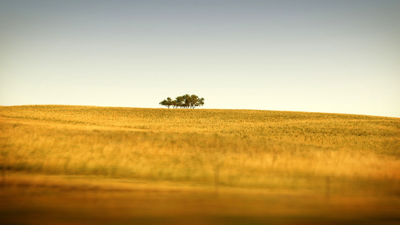 beauty in nature, rural scene, environment, agriculture, tranquility, land, horizon over land, plant, tree, grass, 1080P, outdoors, rolling landscape