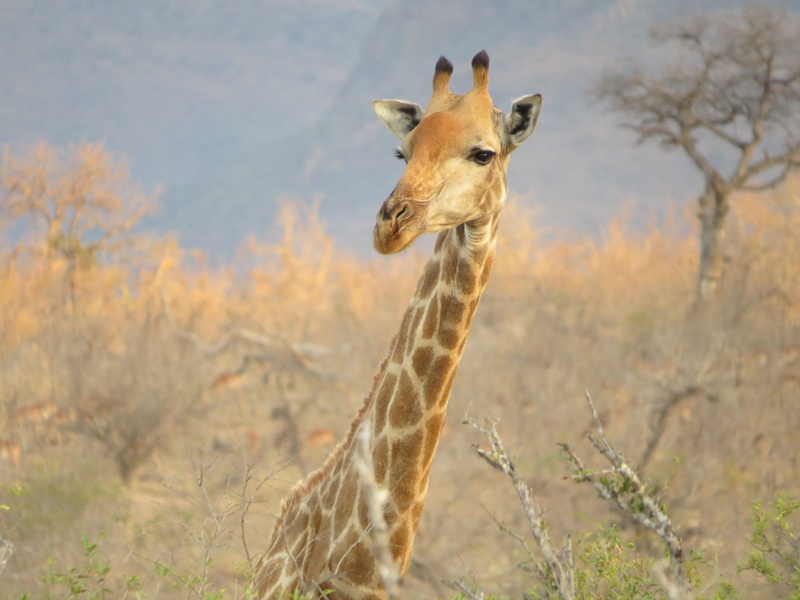 deer, one animal, field, 4K, wildlife, land, mammal, vertebrate, wilderness, hyena, day, herbivorous, rhino, south africa, arid climate, animal, nature
