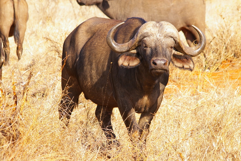 domestic animals, 2K, no people, mammal, africa, animalsNature, outdoors, animals in the wild, safari, land, livestock, horned, plant, day, animal themes