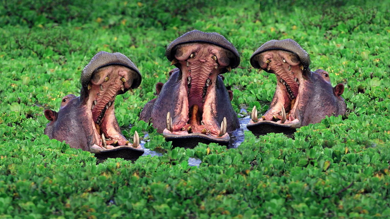 hippos, 1920x1080, hippopotamus, animals, 1080P, hippo