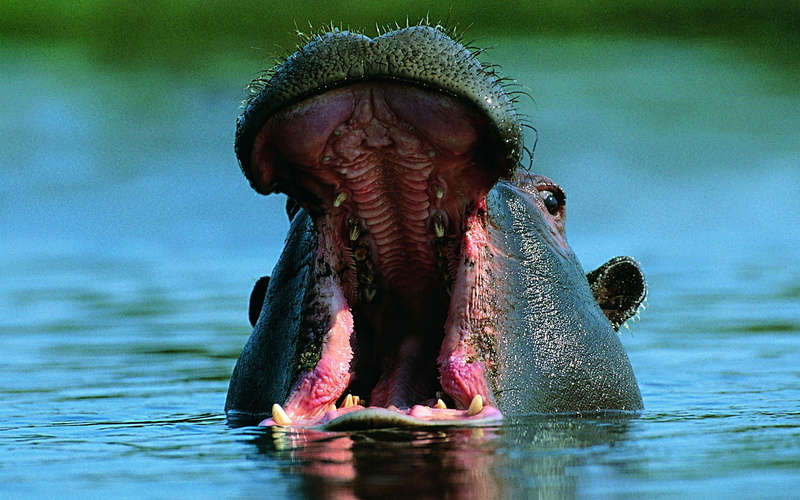 animals, hd, 1080P, hippo, hippopotamus