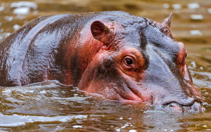 brown, 2K, hippopotamus, hippo, black, animals, 2560x1600, water