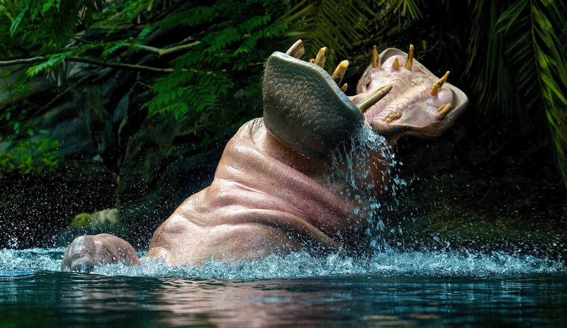 animal themes, one animal, animals in the wild, mammal, outdoors, hippos, nature, mouth open, underwater, animal teeth, hippopotamus, herbivorous, mouth