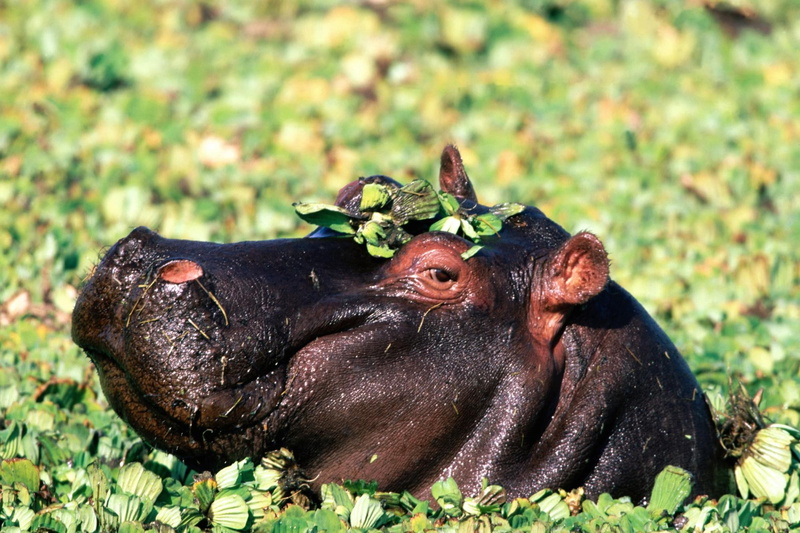 hippos, animals in the wild, 1080P, outdoors, herbivorous, animal wildlife, mammal, green color, animals, no people, animal body part, animal head, day