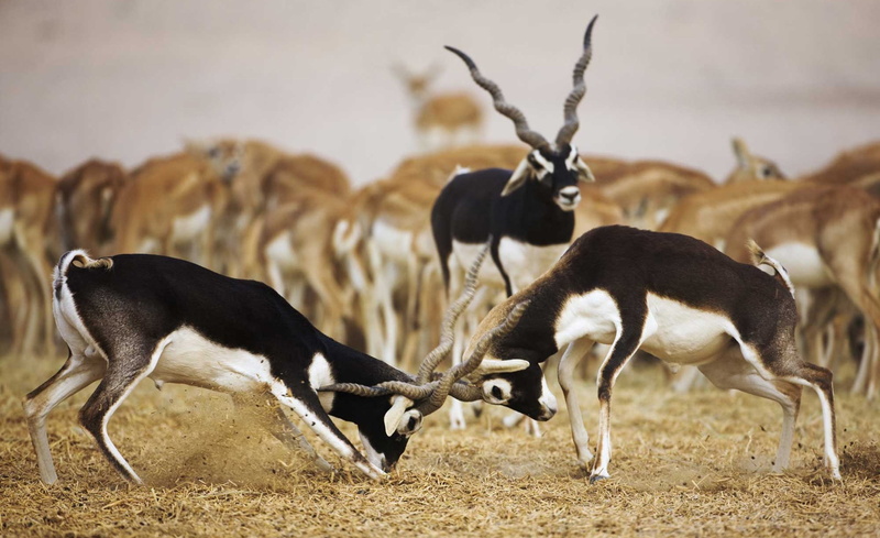 day, animal themes, herbivorous, conflict, animals in the wild, fighting, vertebrate, animal, no people, 1080P, two animals, outdoors, Antelopes, land