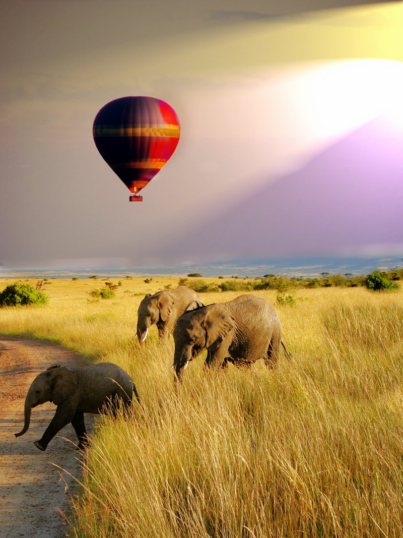 herbivorous, scenics - nature, travel, domestic animals, three, elephants, savanah, environment, vertebrate, adventure, no people, Safari, nature, hot Air Balloon