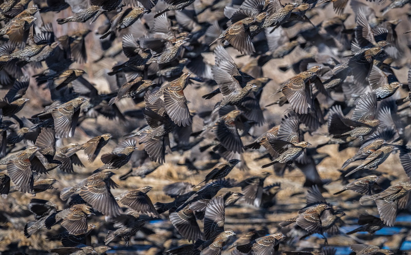 5K, miamidade, Trip, View, newmexico, Animals, Species, Natural, unitedstates, flying, eating, Destination, Redwingedblackbird, Flight, no people, conservation