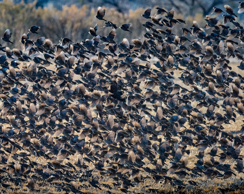 large group of animals, View, colony, herd, animal wildlife, no people, 5K, touristattraction, Destination, conservation, vertebrate, blackbirds, animal