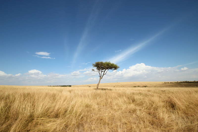 blue, plant, horizon over land, environment, acacia, lonely, field, non-urban scene, tranquil scene, isolated, nature, savanna, clouds, masai mara game reserve