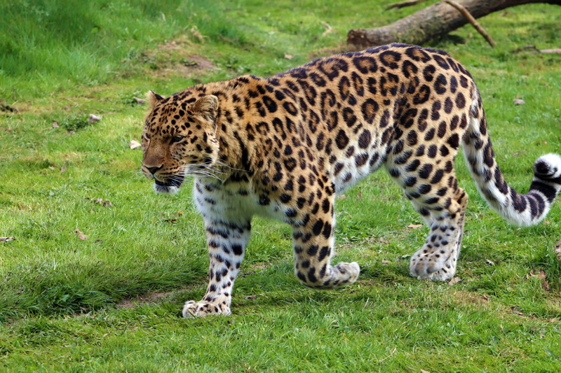 land, field, amur leopard, hunt, animals in the wild, russia, green color, grass, endangered, feline, cheetah, wild, plant, amur, animal, outdoors, leopard