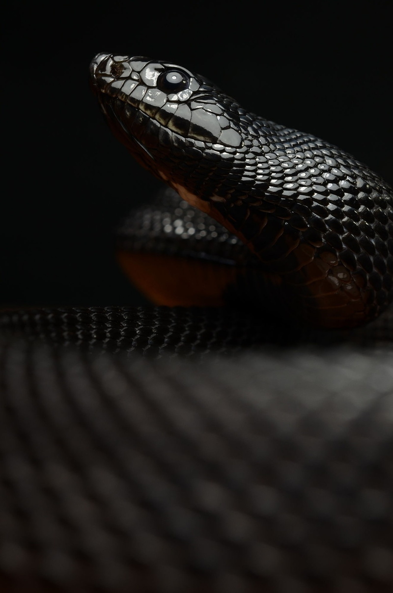 1080P, macro, snake, reptiles