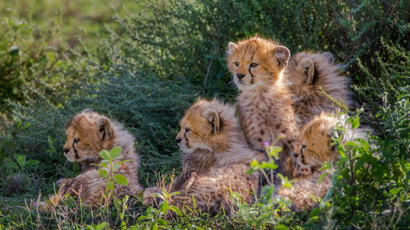 Animales, cachorros, 1080P, Leopardo, Felinos