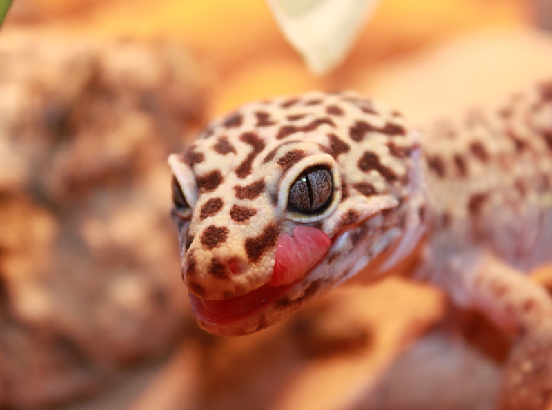 spotted, focus on foreground, tongue, reptile, eye, 4K, animals in the wild, animal body part, cute, no people, cricket, looking at camera, small, animal head