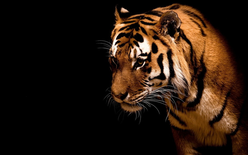 animal themes, looking away, whisker, mammal, big cats, animal head, black background, animals, 720P, studio shot, animal wildlife, cat, animal, vertebrate