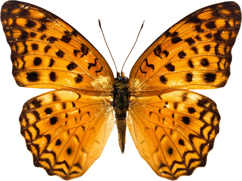 butterfly - insect, invertebrate, natural pattern, animal wildlife, butterfly, animal markings, animal body part, animal antenna, close-up, no people, animals in the wild