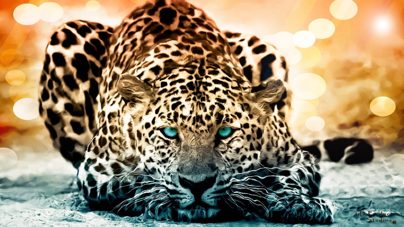 animals in the wild, looking at camera, nature, animal head, whisker, no people, animal wildlife, mammal, undomesticated cat, artwork, animal, big cats
