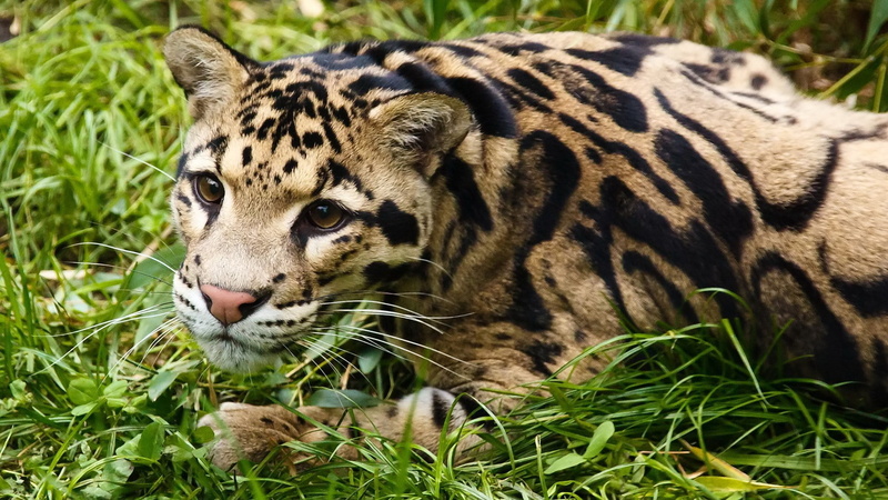 animal wildlife, animals in the wild, animal head, vertebrate, mammal, nature, animal, Ocelots, land, grass, day, 1080P, outdoors, whisker, cat, field