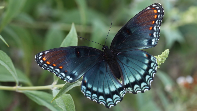 animal wildlife, pollination, animal themes, close-up, butterfly 4k picture desktop, no people, focus on foreground, leaf, animal wing, animal markings
