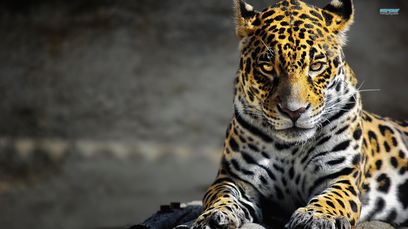 animal markings, portrait, cat, mammal, no people, animal themes, whisker, focus on foreground, leopard (animal), animals, outdoors, carnivora, vertebrate