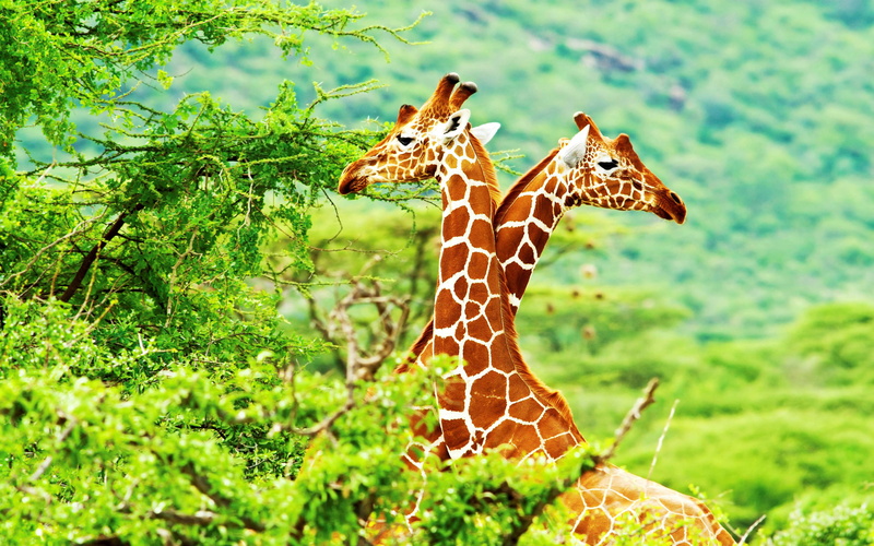 land, giraffes, focus on foreground, 4K, animal, nature, giraffe, national, samburu, day, animal markings, animal wildlife, herbivorous, vertebrate, animal neck