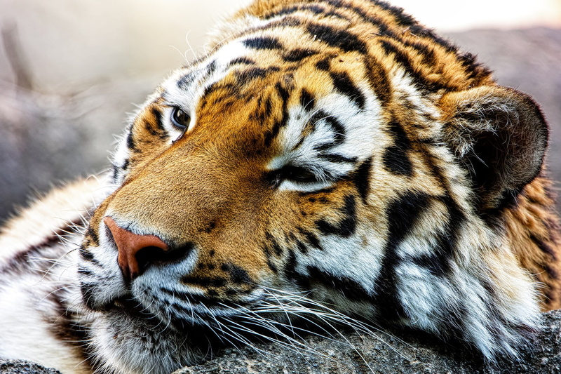 close-up, animals, black, carnivora, tiger, animal, 1080P, big cat, animal head, animals in the wild, animal body part, animal wildlife, zoo, no people