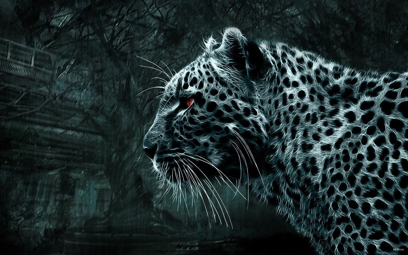 animal themes, animal, whisker, leopard (animal), outdoors, animal body part, vertebrate, one animal, big cat, mammal, animal head, animal markings, carnivora