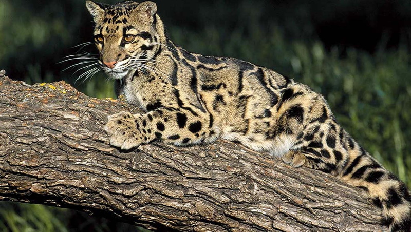 feline, leopard, mammal, 720P, animal wildlife, animal themes, animal markings, whisker, big cat, relaxation, one animal, nature, animals in the wild