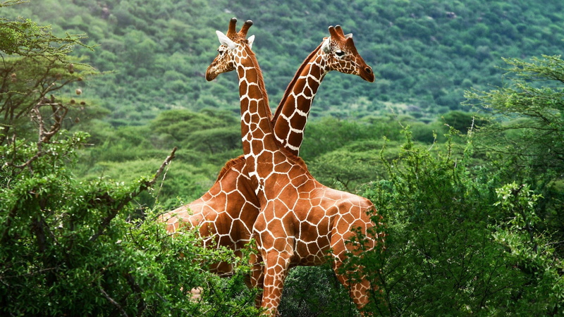 giraffe, animal neck, animal wildlife, tree, plant, group of animals, domestic animals, land, nature, standing, Savana, animal, day, animal themes, no people