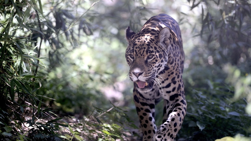 spotted, plants, outdoors, animal, leopard (animal), plant, animals, feline, carnivora, mammal, tree, 1080P, nature, leopard, vertebrate, focus on foreground