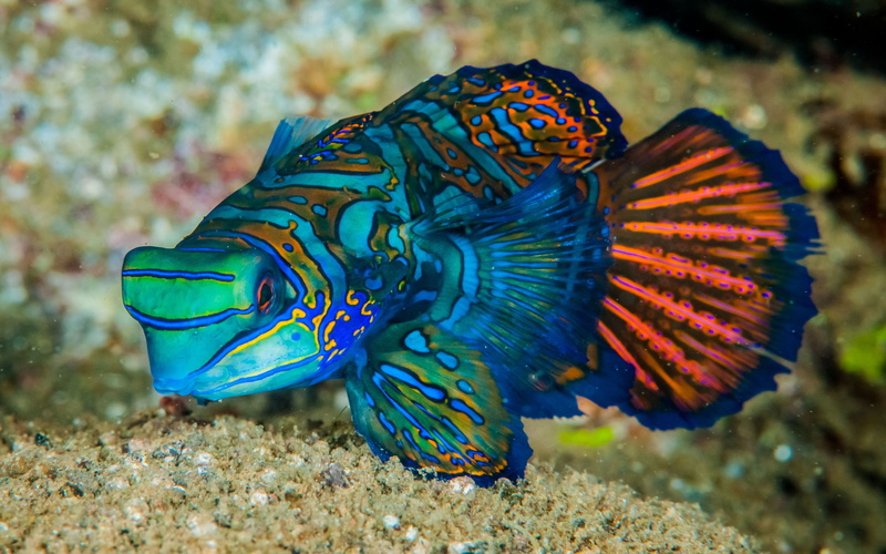water, undersea, 4K, outdoors, underwater, animal, marine, small, swimming, ecosystem, aquarium, colorful, sea, dragonet, no people, animals in the wild