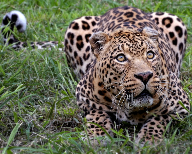 jaguars, animal markings, outdoors, leopard (animal), feline, looking at camera, whisker, animal head, portrait, animal themes, nature, safari, leopard