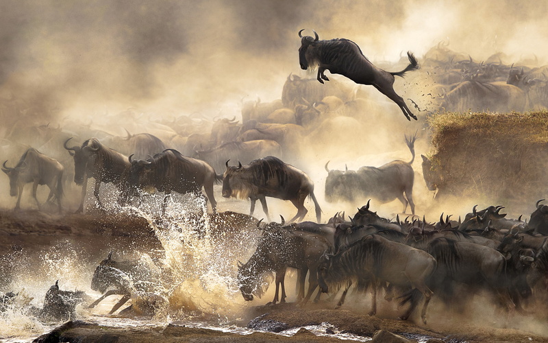 water, buffalo, hd, animals, herd, 2K
