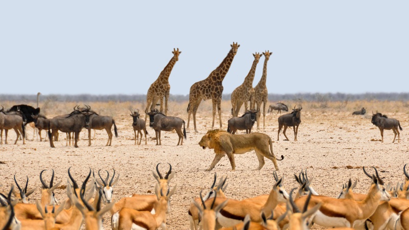 mammal, environment, lion, animals in the wild, arid climate, no people, animals, dust, daytime, domestic animals, nature, water hole, animal wildlife