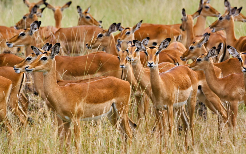impala, female, masai, herd, 1080P, kenya, mara