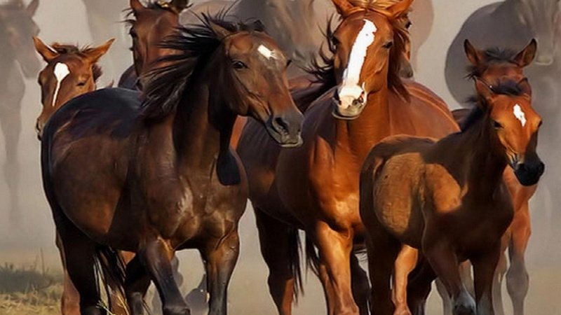 animals, herd, nature, horses, wild horses, 1080P, family