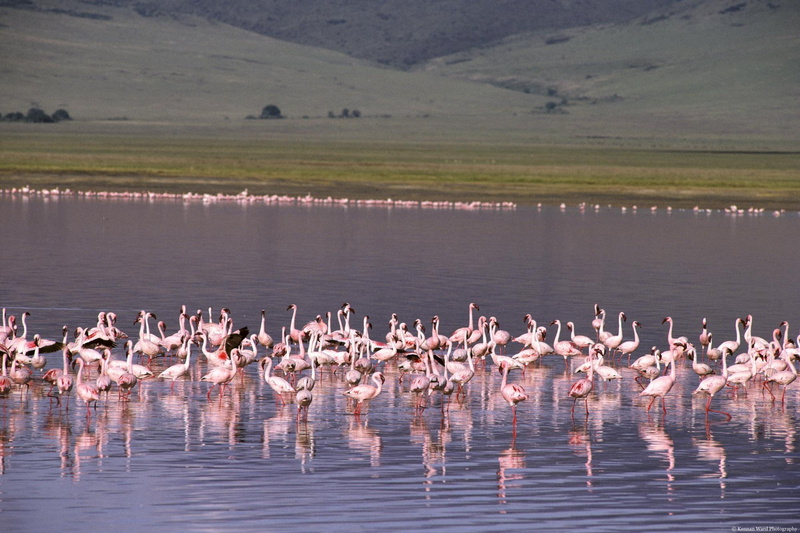 birds, entertainment, herd, lake, flamingoes, animals, 1080P, ducks, other