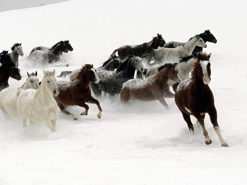 nature, vertebrate, sky, white color, land, pets, horse, medium group of animals, field, landscape, mountain, outdoors, litter, mammal, domestic, animal wildlife