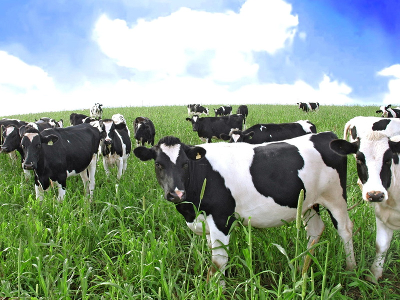 grass, cows, skies, animals, 1080P, field