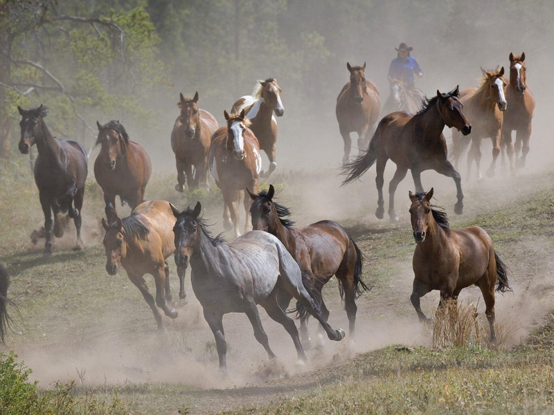 animal, 720P, herd, horse, horses, lot