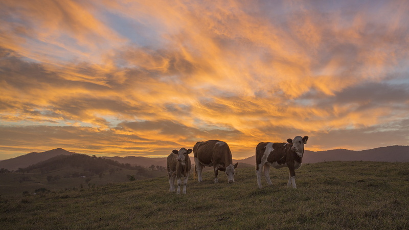 hd, white, cows, 2K, clouds, brown, cow, sunset, animals