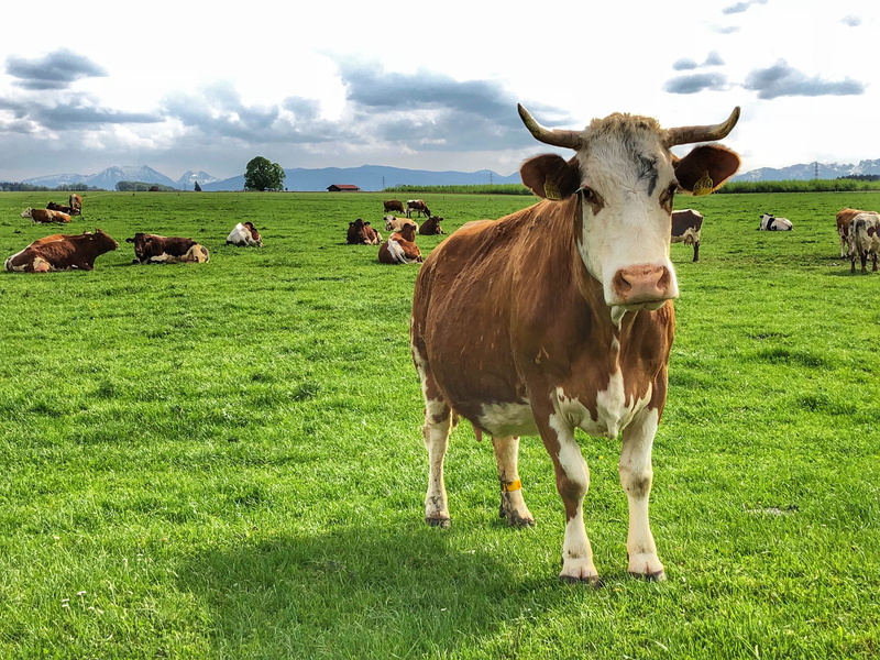 flock, animal themes, vertebrate, animals, nature, agriculture, environment, rural, landscape, pets, no people, cattle, milk, farm, domestic, domestic animals