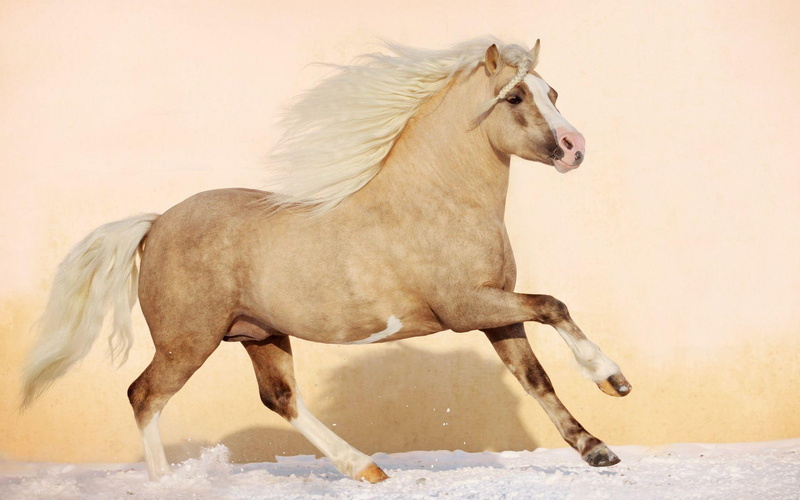 animals, ponies, horses, pretty, running, nature, 1080P, horse
