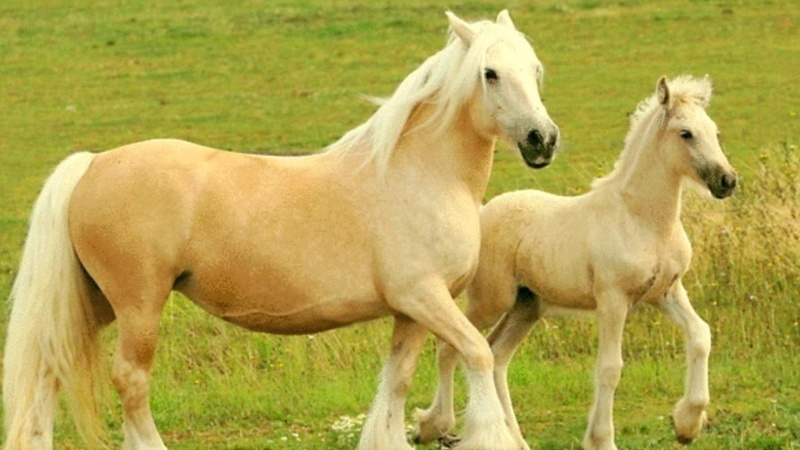 wildlife, animals, 1080P, mother, horses, nature, herd, white, daughter, wild horses, two