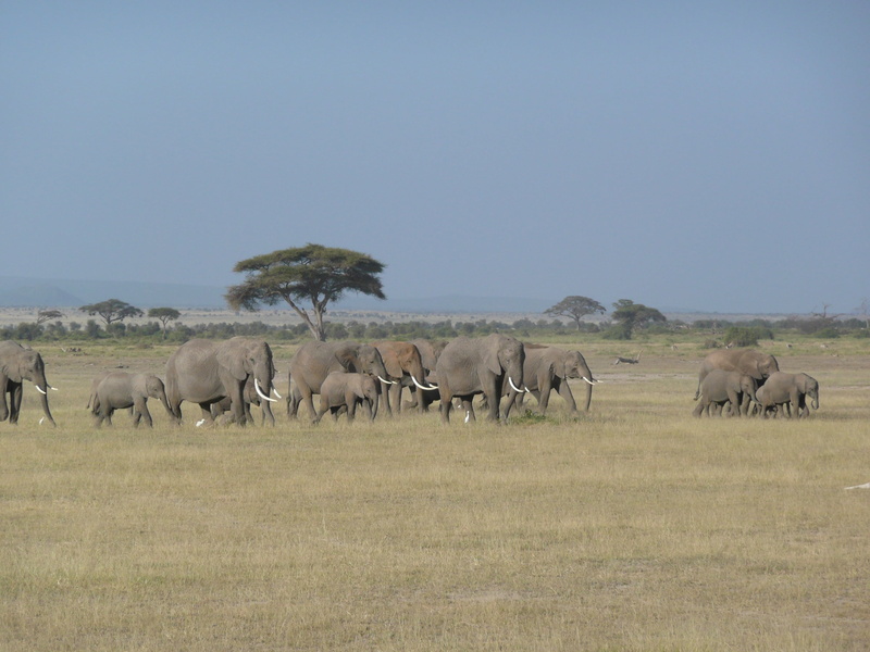 wildlife, grass, nature, wildlife Reserve, elephant, landscape, natural, blue, safari Animals, animal themes, elephants, african elephant, day, 2K, group Of Animals