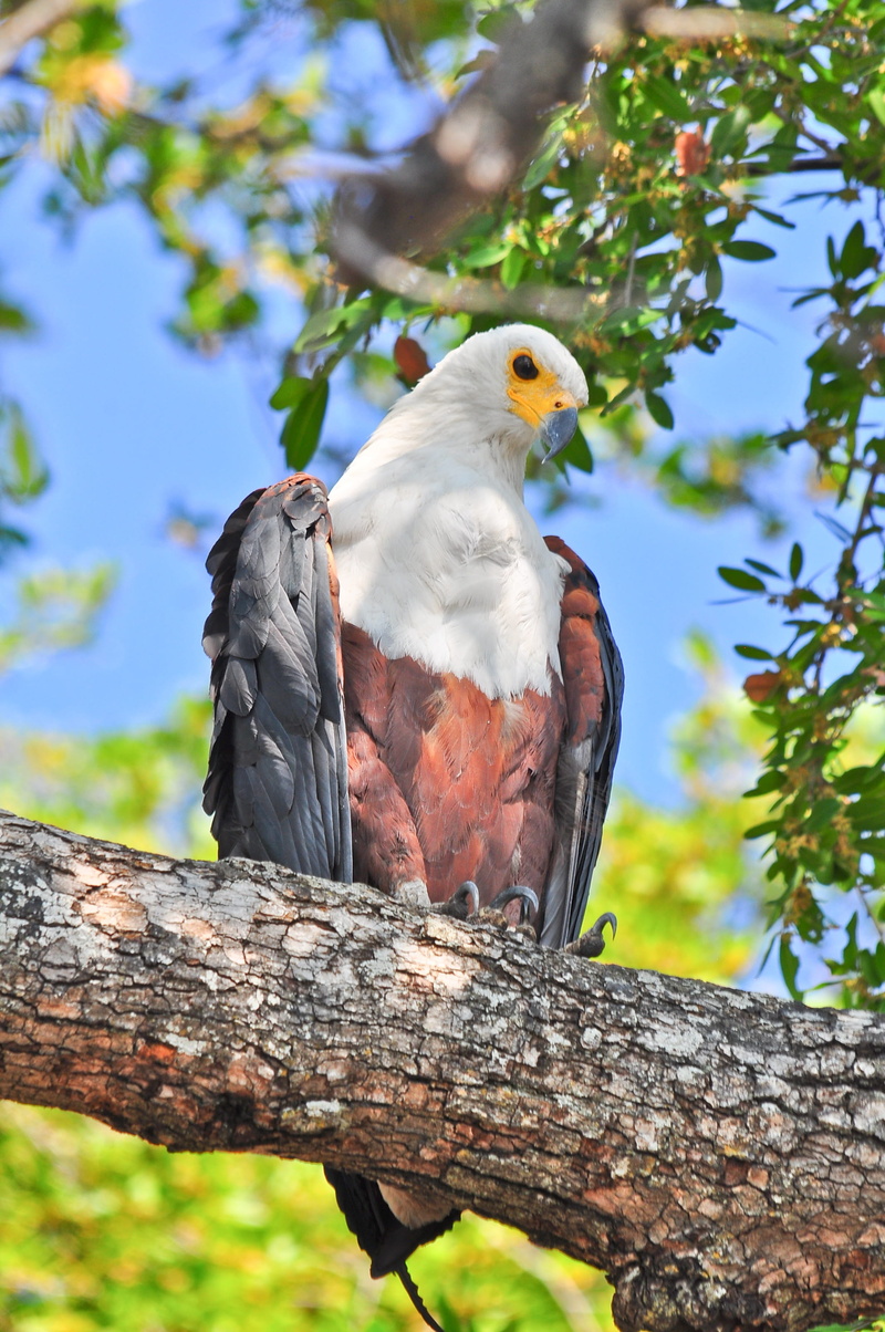 bird of prey, river, wood, africa, wildlife, daytime, outdoors, destination, day, animal wildlife, brown, scenic, bird, jungle, eagle, natural, animals in the wild