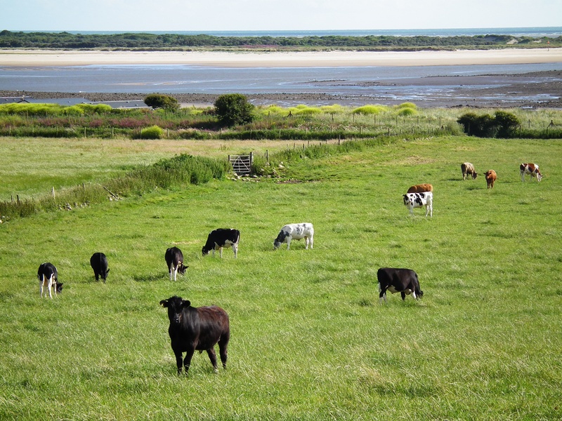 beef, animal, farmland, farming, cattle, grass, agriculture, mammal, summer, livestock, rural, herd, meadow, pasture, vertebrate, 2K, no people, land