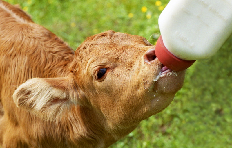 one animal, animal head, brown eyes, rural, domestic animals, animal, cow, milk bottle, farm, milk, food, drinking, animal themes, stock, day, field, nursing calf