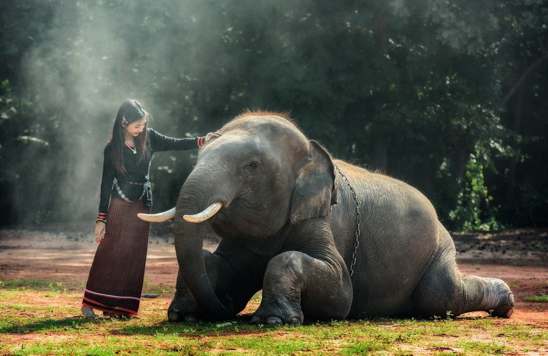 adult, animal wildlife, outdoors, one person, tree, real people, herbivorous, one animal, Thailand, animals, animals in the wild, vertebrate, animal trunk