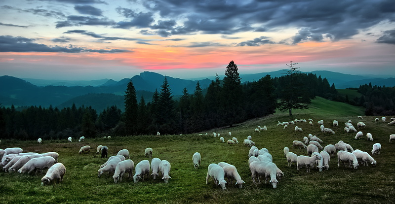 sheep, pieniny, large group of animals, domestic animals, the herd, forest, sky, meadow, pets, animal, environment, flock of sheep, animals, group of animals