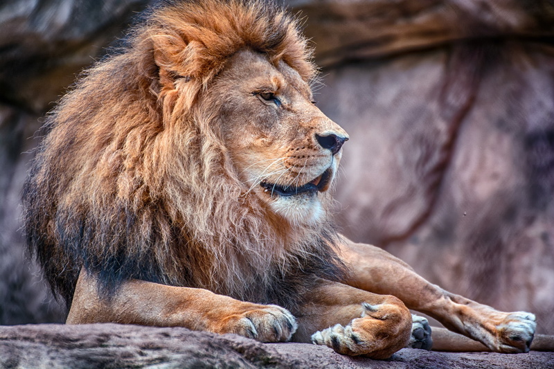 day, safari, zoo, mane, portrait, close-up, feline, big Cat, wildlife, brown, animal themes, animal, majestic, animal wildlife, kenya, mammal, lion - Feline